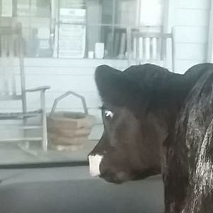 Meet your Posher, Glenda